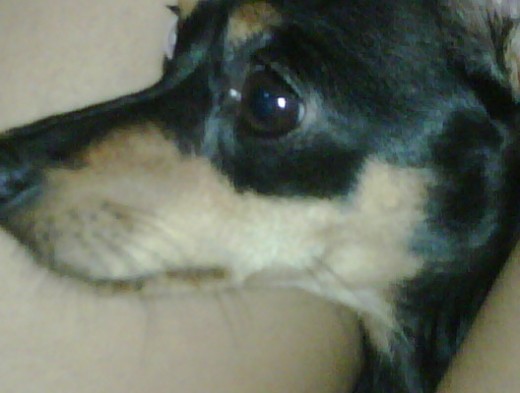 viendo tv viendo tv